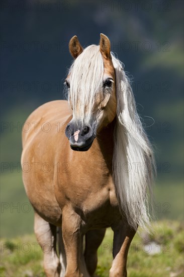 Haflinger with long mane on the alp