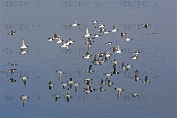 Thick-billed murres