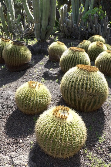 Golden barrel cacti