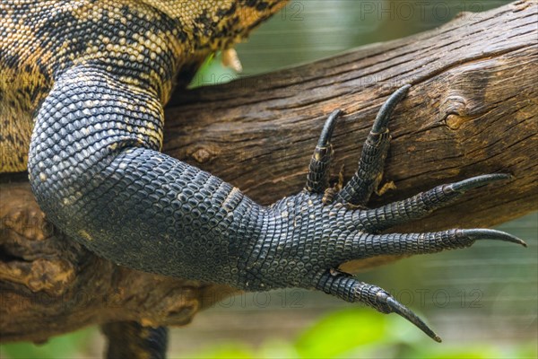 Forefoot claw of a monitor lizard