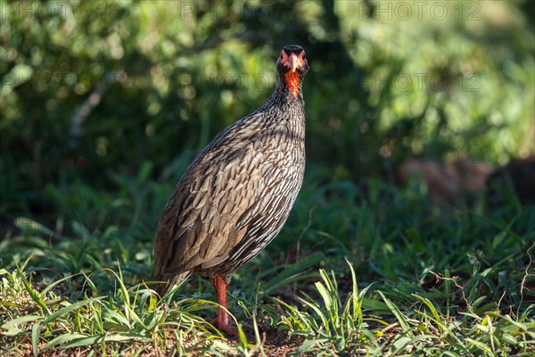 Red-necked spurfowl