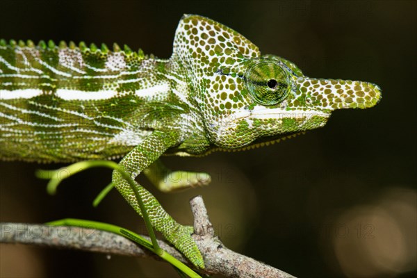 Labord's chameleon