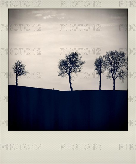 Polaroid effect of trees in countryside