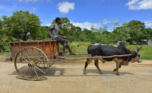 Zebu cattle