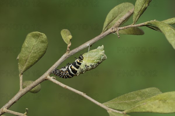 Black Swallowtail