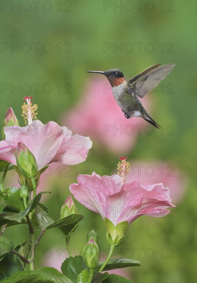 Ruby-throated Hummingbird