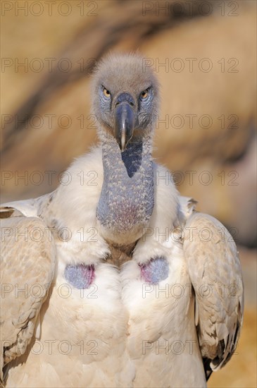 Cape vulture