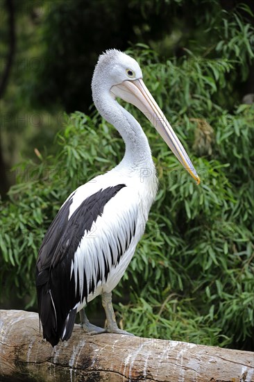 Australian pelican