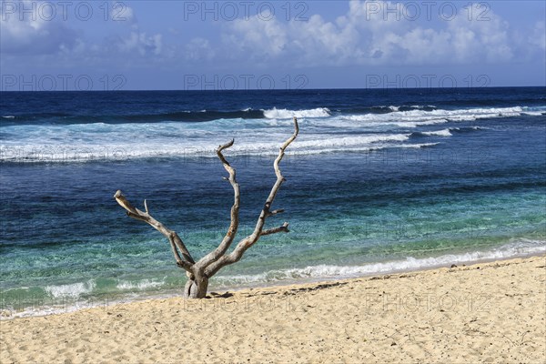 Dead tree on White Beach