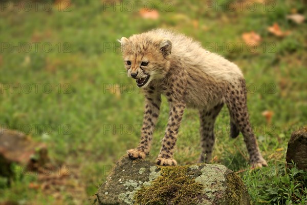 Cheetah