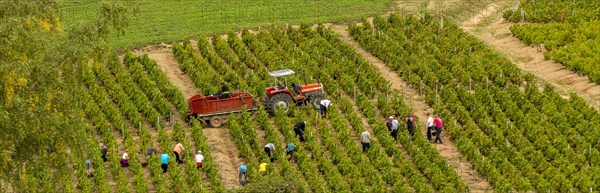 Winegrowing and grape pickers