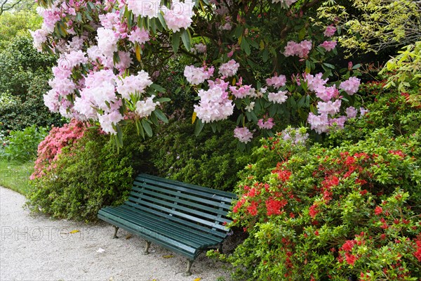 Parkbank under flowering rhododendron and azaleas