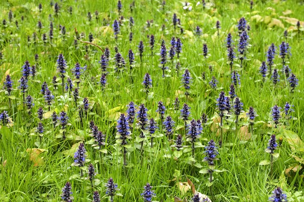 Bugleweed