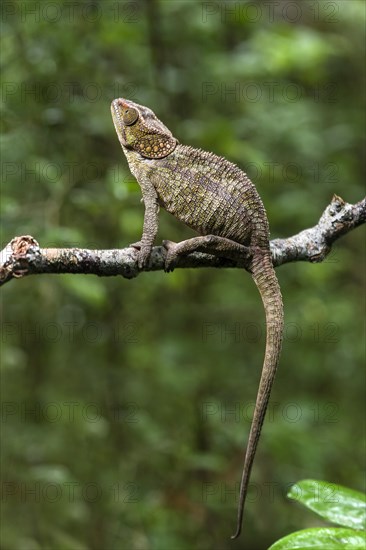 Short-horned chameleon