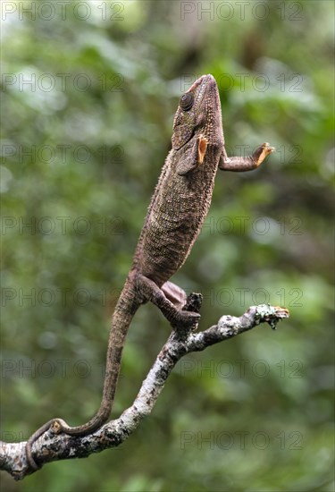 Short-horned chameleon