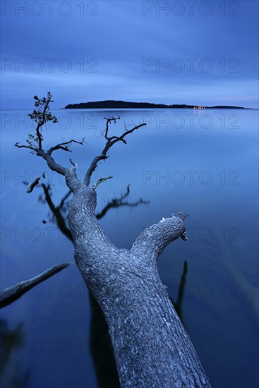 Oak tree trunk lying in water