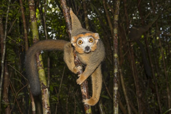 Crowned lemur