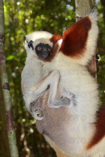 Coquerel's sifaka