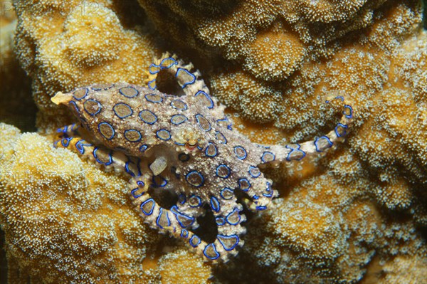 Greater blue-ringed octopus