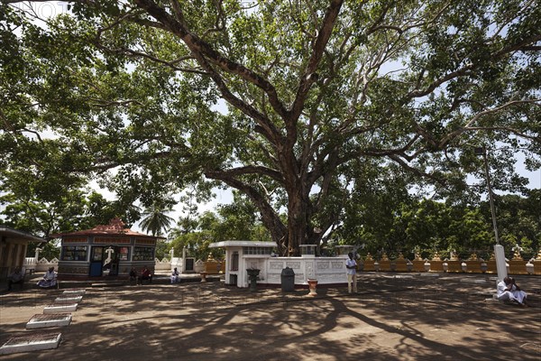 Sacred fig or bodhi