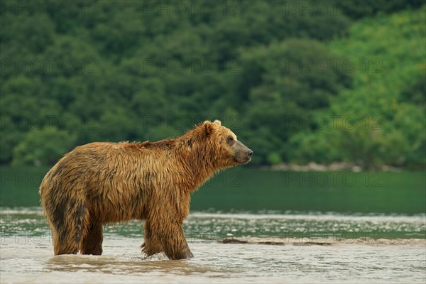 Brown bear