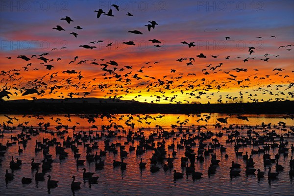 Many snow geese