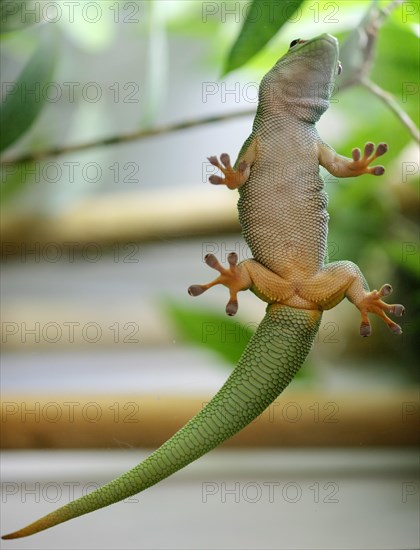 Madagascar giant day gecko