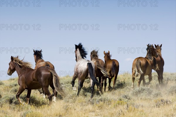 Mustangs