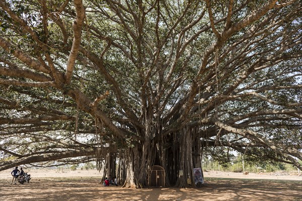 400 year old Banyan tree