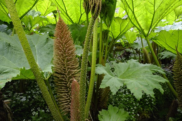 Leaves and flowers of Giant Rhubarb