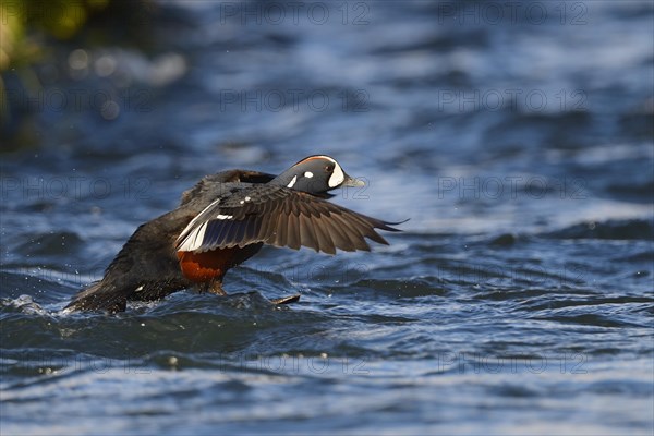 Harlequin duck