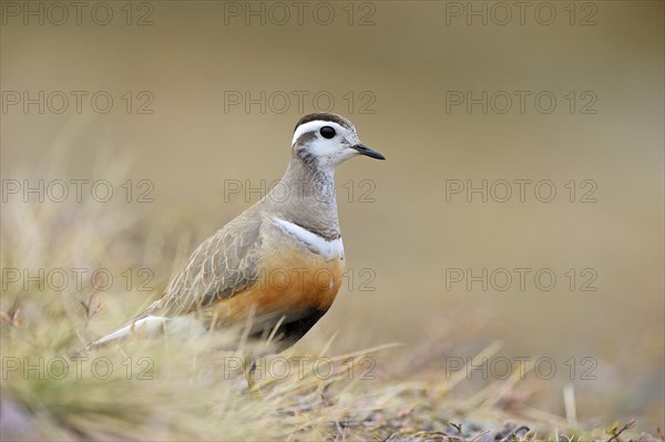 Eurasian dotterel