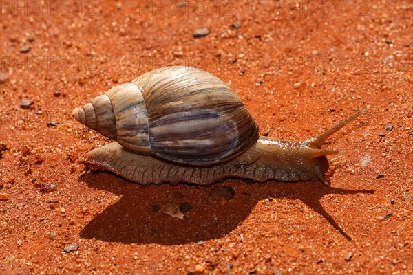 Agate snail