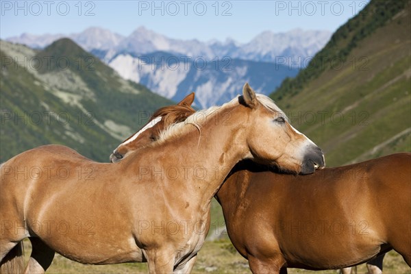 Haflinger horses grooming Kuhtai