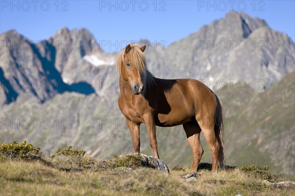 Icelandic horse on pasture in front of mountain range