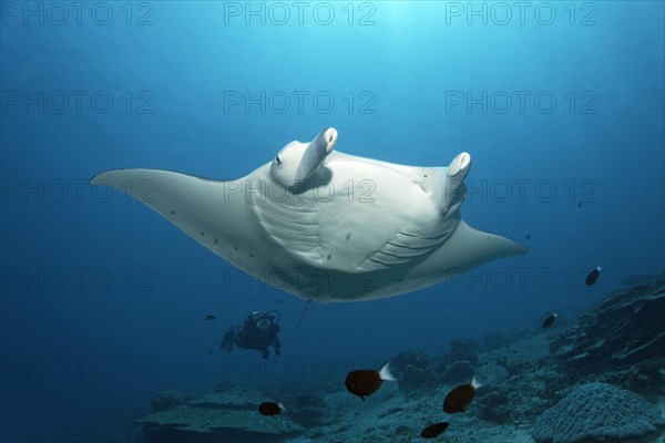 Manta ray