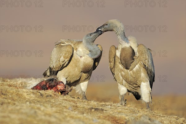 Cape vultures