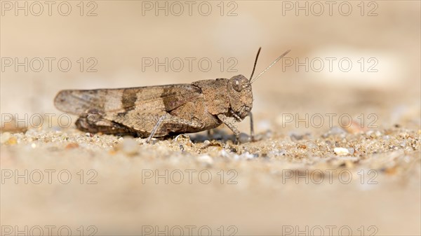 Blue-winged grasshopper