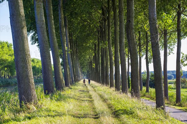 Rows of trees along the Damse Vaart canal