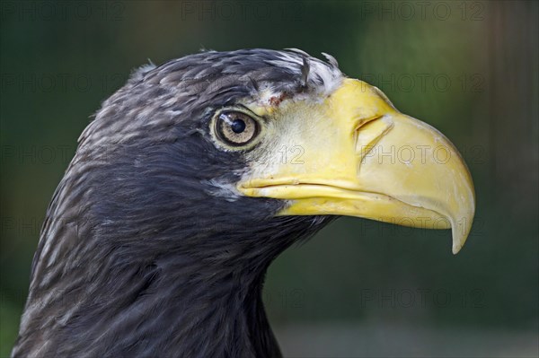 Steller's sea eagles