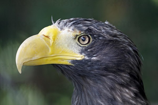 Steller's sea eagles