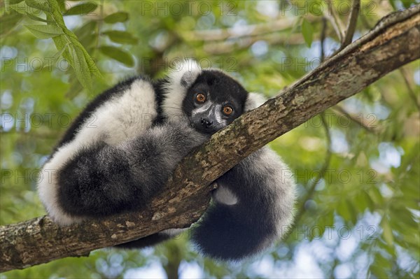 Black-and-white ruffed lemur