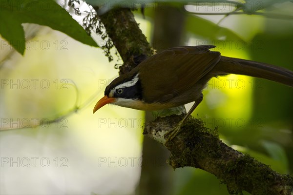 Coral-billed scimitar babbler