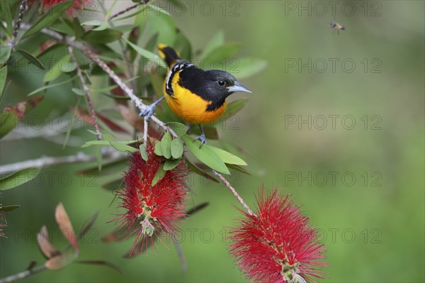 Baltimore Oriole