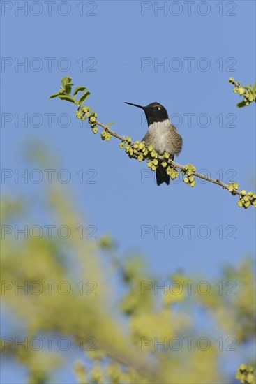 Black-chinned Hummingbird