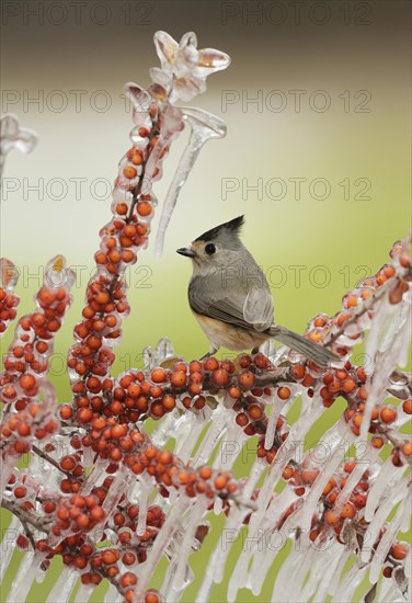 Tufted titmouse