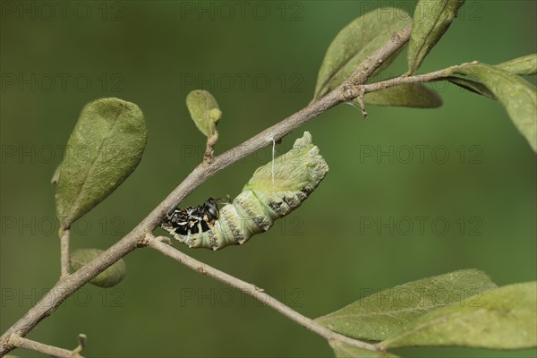 Black Swallowtail