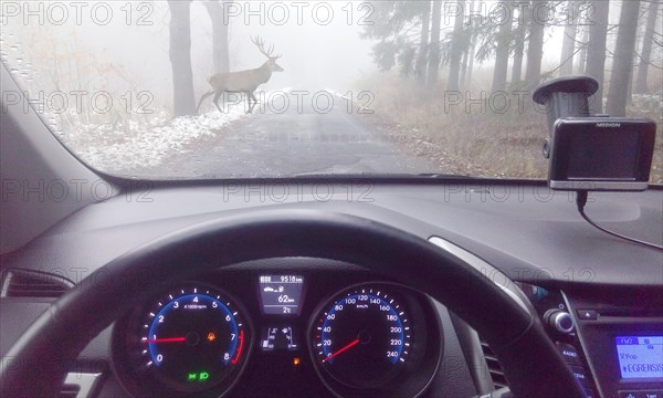 Deer crossing foggy road