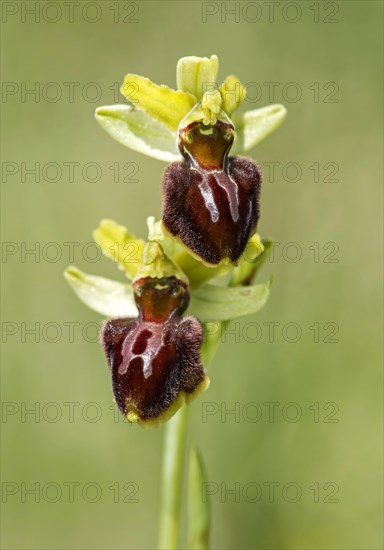 Early Spider Orchid