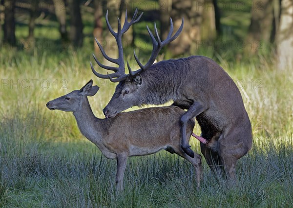 Red deer